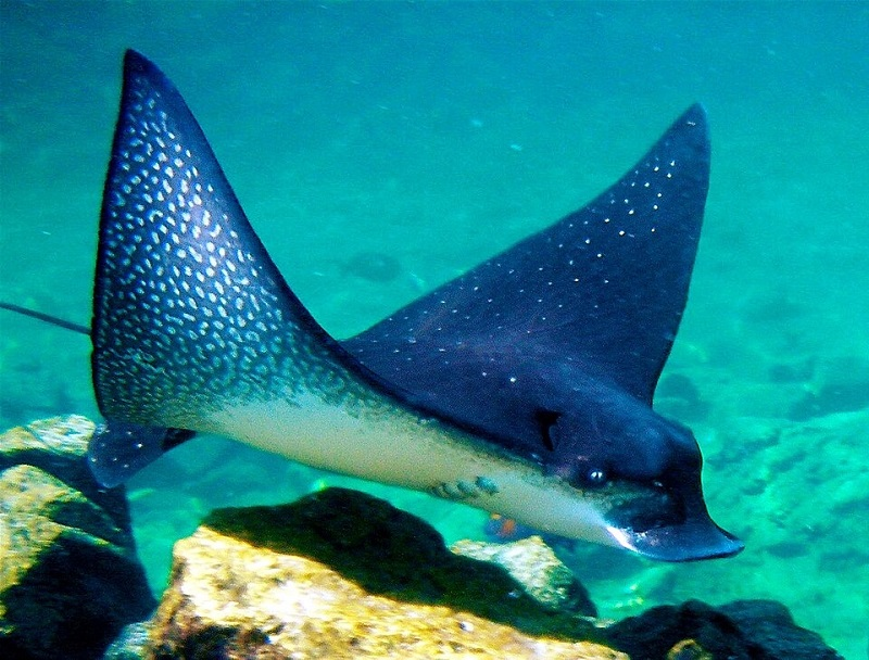 manta ray Maldives